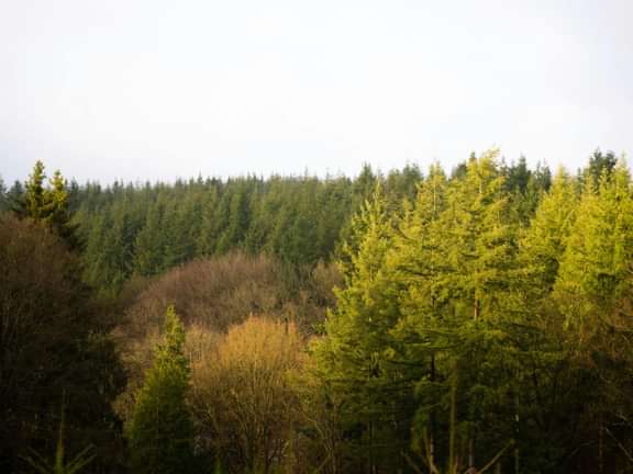 De Ardennen